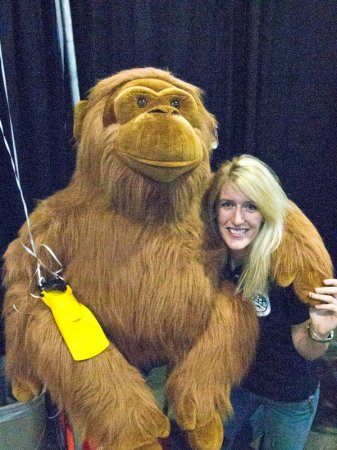 Orangutan