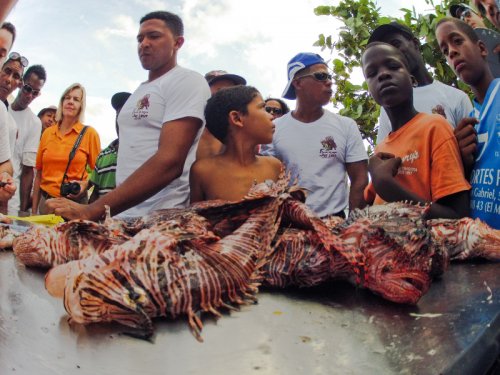 Lionfish tournament dissection table