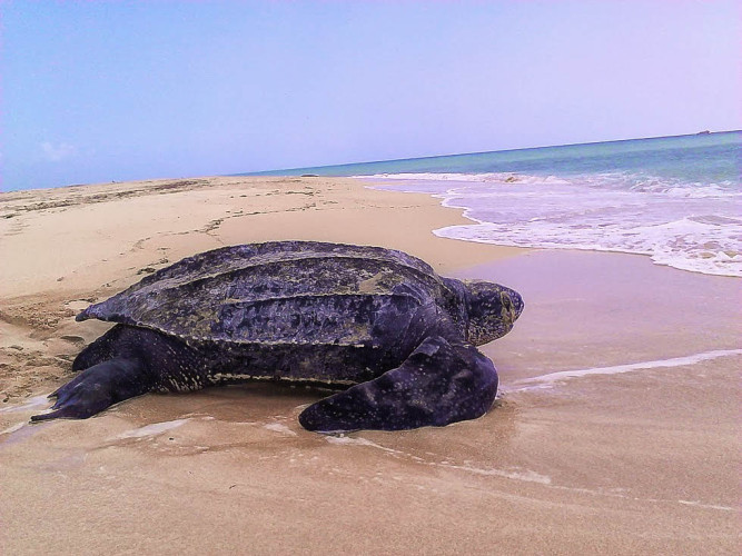 Female leatherback returns to the ocean during daytime. Photo by Courtney King.