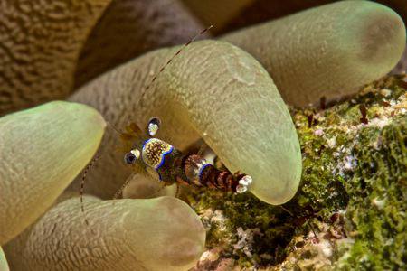 Shrimp hiding amongst a sea anemone's tentacles. 