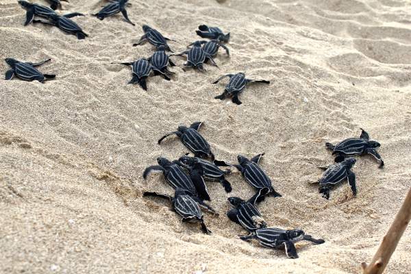 Leatherback hatchlings making a run for the ocean. Photographs were taken with permission from the U.S. Fish and Wildlife Service.  No flash photography or lights were used because lights can disturb and disorient nesting and hatchling turtles. 