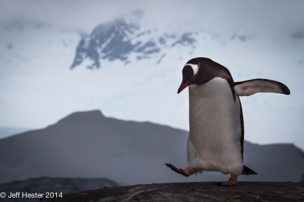 A gentoo penguin balances carefully atop a rock, making its way back to its nest. 
