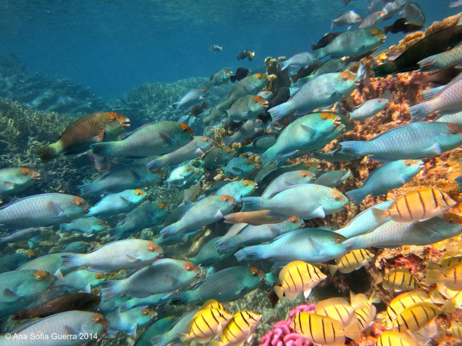 reefcrest parrotfish (Chlorurus frontalis) and convict tang (Acanthurus triostegus) on Palmyra's reef