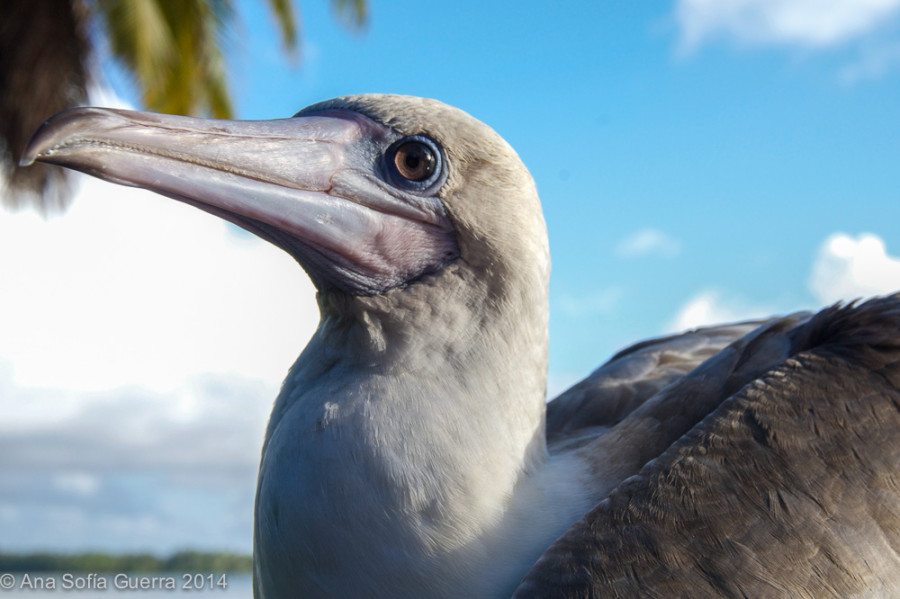 Red-footed booby (Sula Sula). Palmyra Atoll National Wildlife Refuge has the second largest red-footed bobby colony in the world.