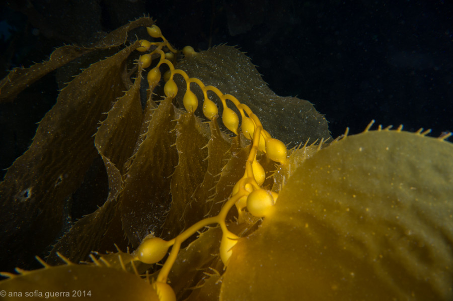 Giant Kelp