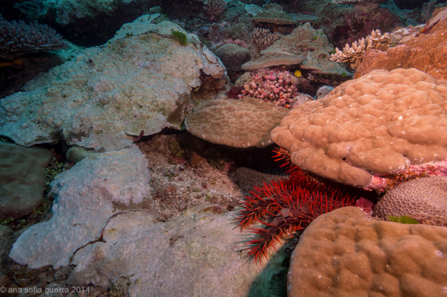 A crown-of-thorns seastar, leaving behind it a path of dead white coral skeleton