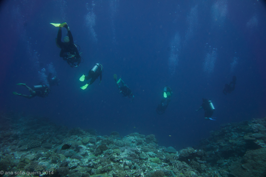 Several volunteer divers looking at a white tip reef shark that was cruising by on the reef slope