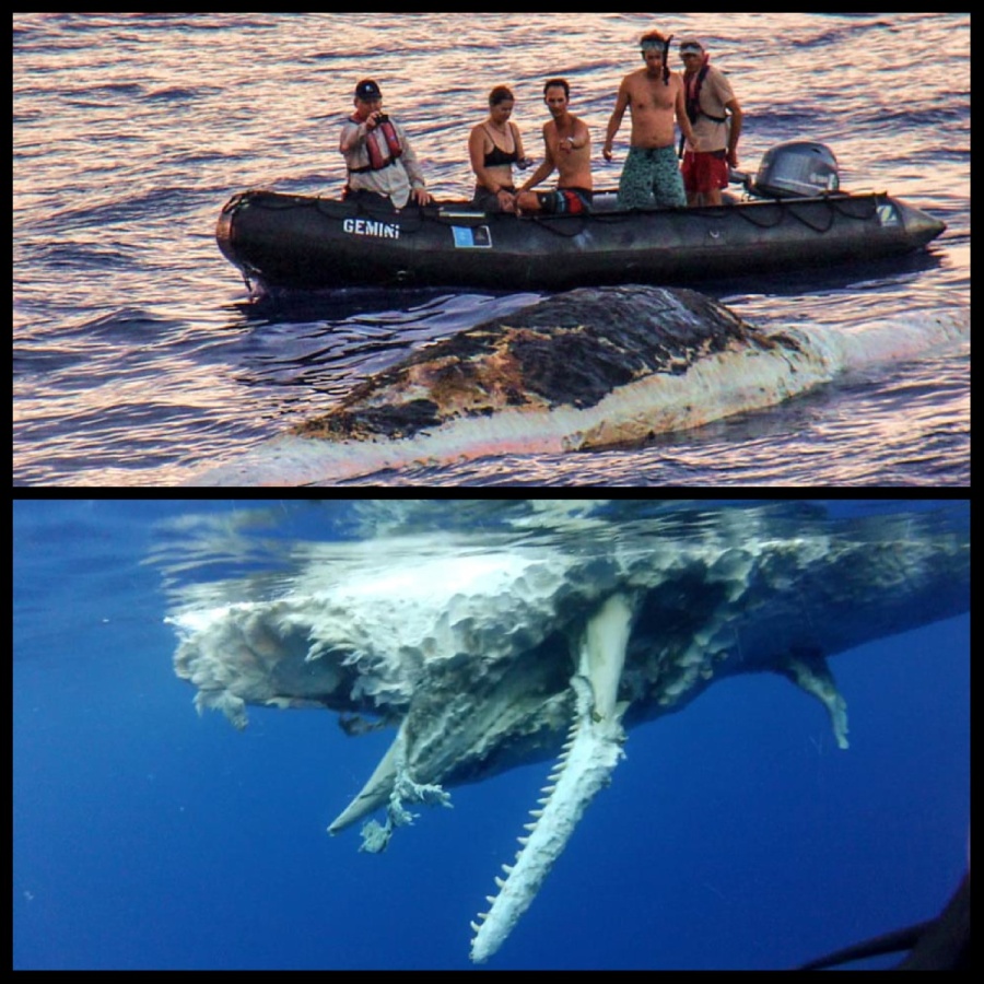 Mike, the Undersea Specialist, Justin, the Divemaster, and I took a zodiac out during sunset to explore a sperm whale carcass that had been spotted as we were underway towards the Northern Cook Islands. A wonderfully disgusting and interesting experience. Top picture credit to Larry Gruenwald.