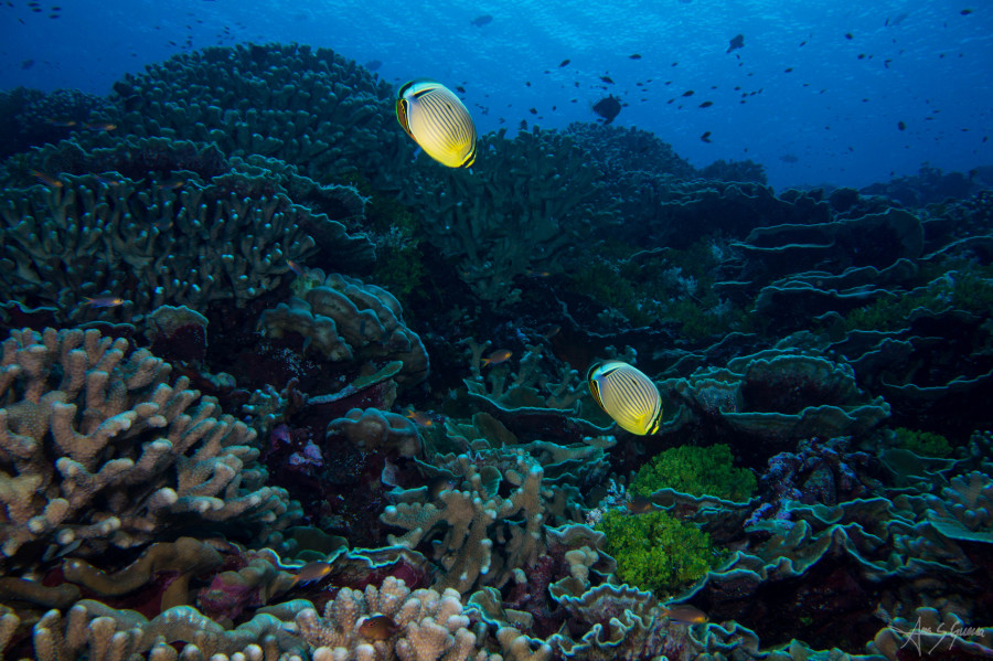 Redfin butterflyfish and a variety of hard coral on the sloping reefs of the Southern Line Islands.