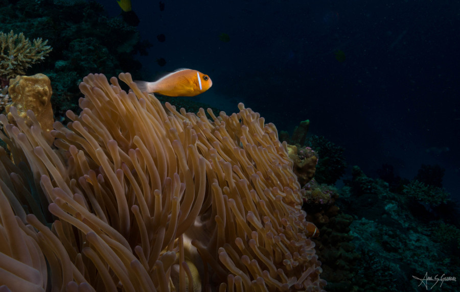 High currents, soft coral, and a pink anemonefish in Taveuni, Fiji.