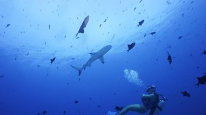 Sam's Tours Palau with Shark
