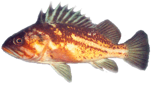 CopperRockfish