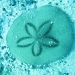 Sand Dollar