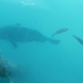 Goliath Grouper that Lives Under the Pier