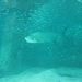 Tarpon Under Pier