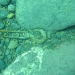 Diving the wreck Algoma