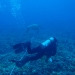 A green sea turtle who decided to join us during our survey