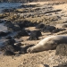 Monk Seals