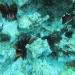 Red spined urchins