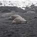 Black sand beach with sea turtles