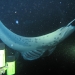 Manta Ray night dive