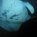 Manta Ray night dive