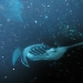 Manta Ray night dive