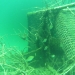 Artificial Reef