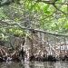 mangroves