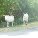 donkeys