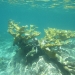 Elkhorn Coral