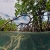 Above and Below the Mangroves