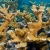 Elkhorn Coral