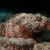 Scorpionfish