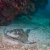 Southern Stingray