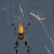 Golden Orb Weaver