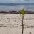 Mangrove Sapling