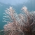 Soft Coral