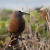 Brown Noddy