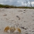 Ghost Crab