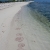 Jellyfish on Loggerhead