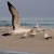 Masked Booby