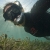 Sea Grass Self Portrait