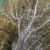 Sea Fan Detail