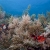 Soft Coral Seascape