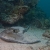 Southern Stingray