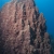 Coral at Davis Rock