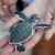 Green Turtle Hatchling