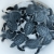 Green Turtle Hatchlings