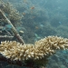 Coral growth on the Lotus electrified artificial structure